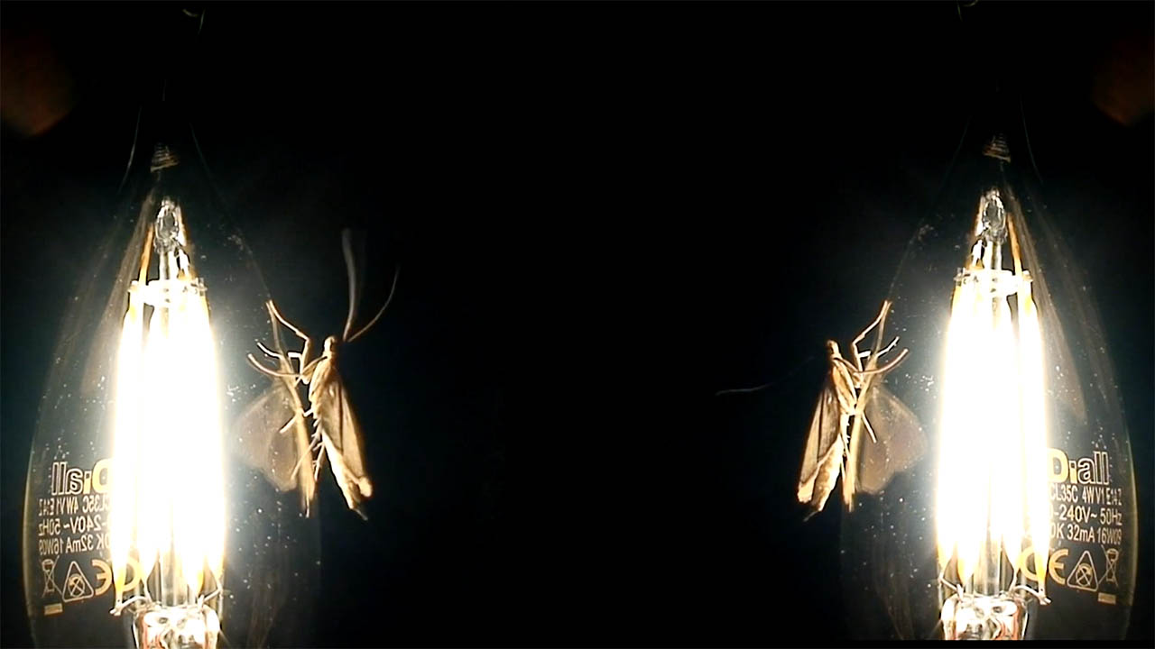 mothman news image.jpg mothman news image.jpg