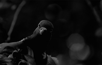 HIGH FLYING RATS image