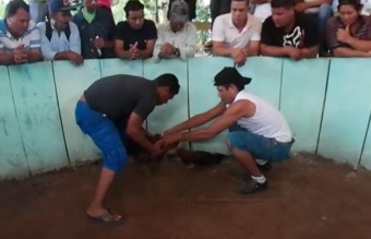PELEA DE GALLOS image